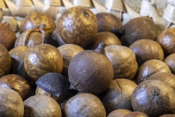 Nahaufnahme Von Macadamianuss Mit Selektivem Fokus Brasilien — Stockfoto