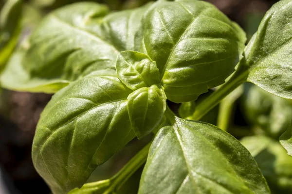 Primo Piano Estremo Foglie Basilico Verde Ocimum Basilicum Brasile — Foto Stock