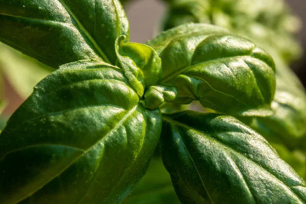 Primo Piano Estremo Foglie Basilico Verde Ocimum Basilicum Brasile — Foto Stock