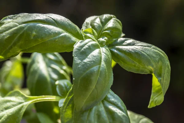 Extremo Acercamiento Las Hojas Albahaca Verde Ocimum Basilicum Brasil — Foto de Stock