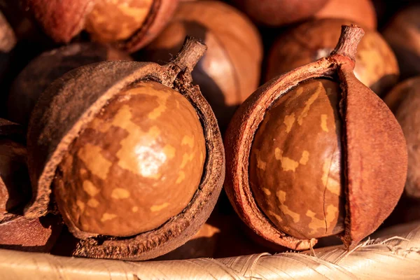 Nahaufnahme Von Macadamianuss Mit Selektivem Fokus Brasilien — Stockfoto