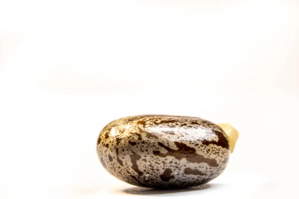 Castor Bean Seeds Isolated White Background Brazil — Stock Photo, Image