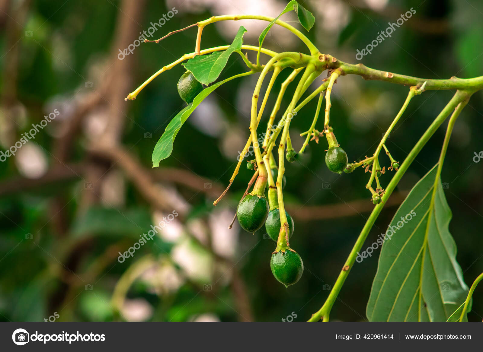 Budding Avocado Tree Baby Fruit Tree Fruit Set Avocado Tree — Stock Photo ©  alfribeiro #420961414, image size:1600x1167