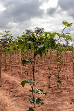 Brezilya 'da tutku meyveleri çiftliği
