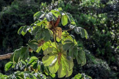 Brezilya 'da Atlantik yağmur ormanlarındaki Embauba ağacı