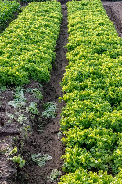 Λαχανόκηπος Μαρούλι Μιμόζας Μια Οικογενειακή Φάρμα Οποία Λειτουργεί Διαφορετικούς Τύπους — Φωτογραφία Αρχείου