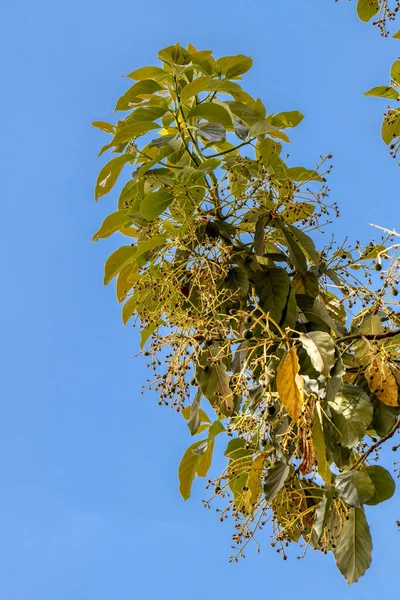 Bloeiende Avocado Boom Baby Fruit Aan Boom Fruit Set Avocado — Stockfoto