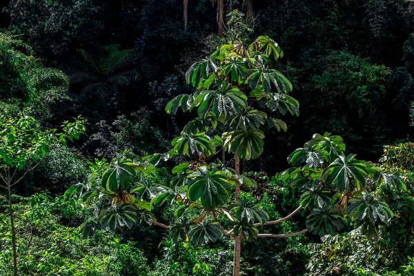 Embauba Baum Atlantischen Regenwald Brasilien — Stockfoto