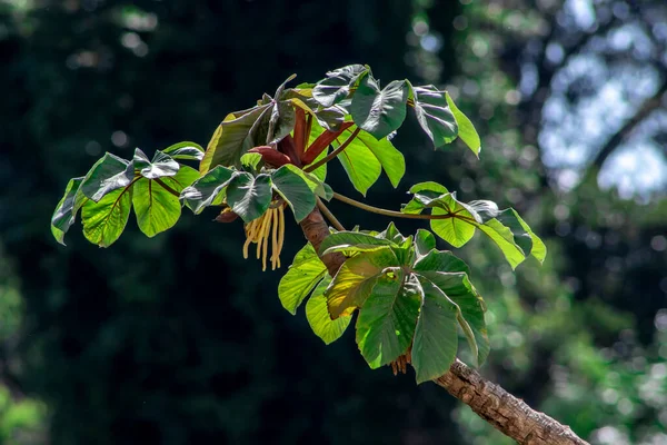 Embauba Δέντρο Στο Τροπικό Δάσος Του Ατλαντικού Στη Βραζιλία — Φωτογραφία Αρχείου