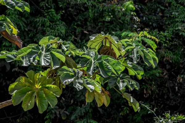 Дерево Ембауба Атлантичному Тропічному Лісі Бразилії — стокове фото