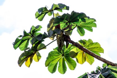 Brezilya 'da Atlantik yağmur ormanlarındaki Embauba ağacı