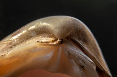 Brezilya 'da seçici odaklı deniz kabuğunun aşırı yakın çekimi