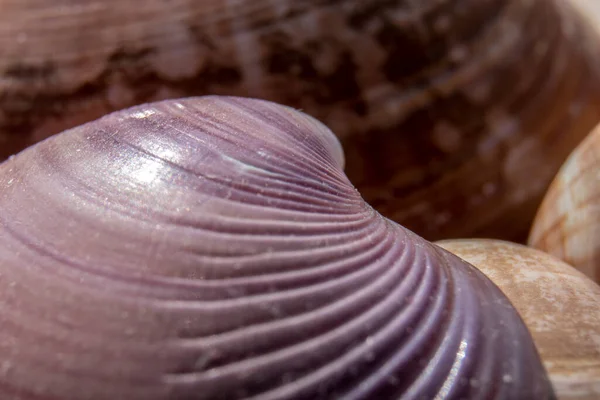 Extreme Close Sea Shell Selecitve Focus Brazil — Stock Photo, Image