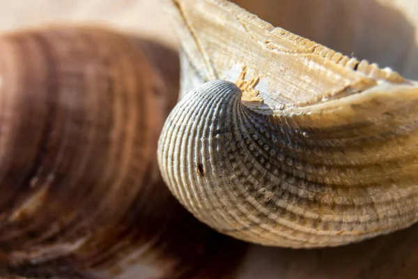 Extreme Close Sea Shell Selecitve Focus Brazil — Stock Photo, Image