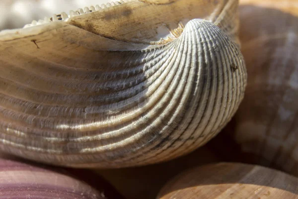 Extreme Close Sea Shell Selecitve Focus Brazil — Stock Photo, Image