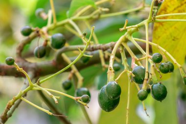 tomurcuklanan avokado ağacı, ağaçta bebek meyvesi, meyve seti avokado ağacı, yeşil yapraklar, yeşil meyve, Brezilya 'da meyve ayarı yakın plan