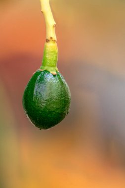 tomurcuklanan avokado ağacı, ağaçta bebek meyvesi, meyve seti avokado ağacı, yeşil yapraklar, yeşil meyve, Brezilya 'da meyve ayarı yakın plan