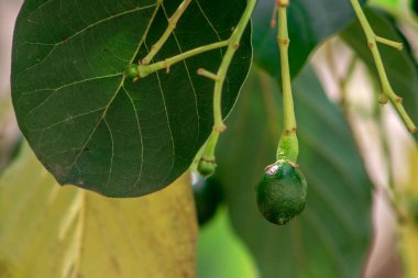 tomurcuklanan avokado ağacı, ağaçta bebek meyvesi, meyve seti avokado ağacı, yeşil yapraklar, yeşil meyve, Brezilya 'da meyve ayarı yakın plan