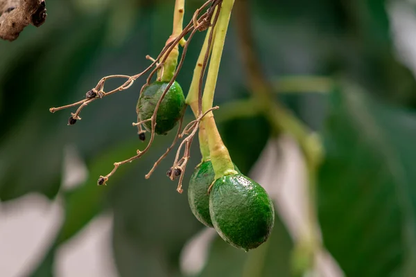 Abacate Brotamento Fruta Bebê Árvore Árvore Abacate Conjunto Frutas Folhas — Fotografia de Stock