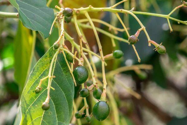 Budding Avocado Tree Baby Fruit Tree Fruit Set Avocado Tree — Stock Photo, Image