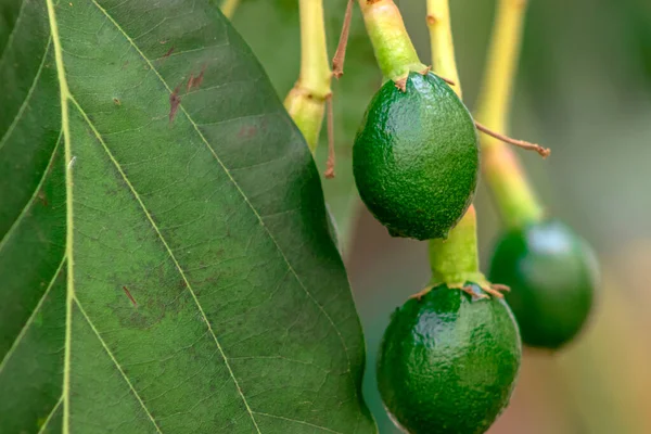 budding avocado tree, baby fruit on tree, fruit set avocado tree, green leaves, green fruit, close up setting fruit in Brazil