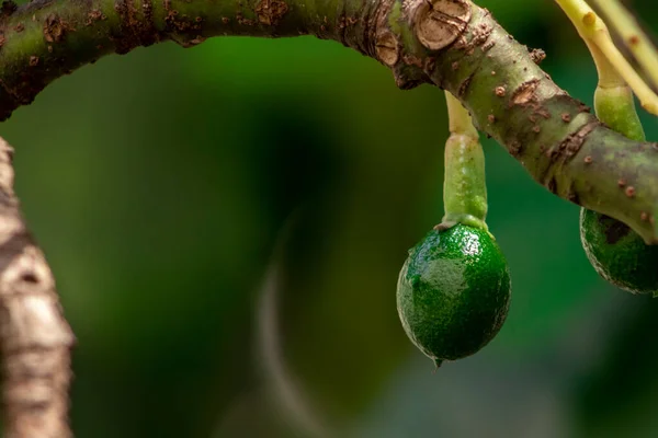 Spirande Avokado Träd Baby Frukt Träd Frukt Set Avokado Träd — Stockfoto