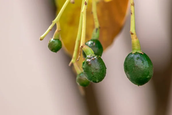 Abacate Brotamento Fruta Bebê Árvore Árvore Abacate Conjunto Frutas Folhas — Fotografia de Stock