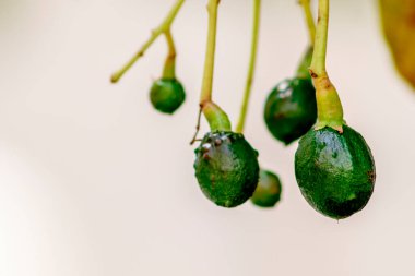 tomurcuklanan avokado ağacı, ağaçta bebek meyvesi, meyve seti avokado ağacı, yeşil yapraklar, yeşil meyve, Brezilya 'da meyve ayarı yakın plan