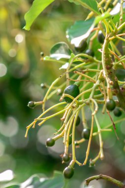 tomurcuklanan avokado ağacı, ağaçta bebek meyvesi, meyve seti avokado ağacı, yeşil yapraklar, yeşil meyve, Brezilya 'da meyve ayarı yakın plan