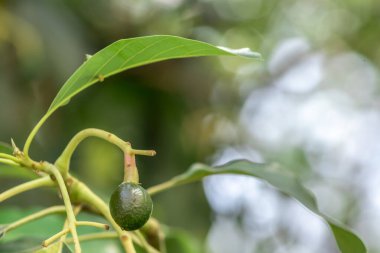 tomurcuklanan avokado ağacı, ağaçta bebek meyvesi, meyve seti avokado ağacı, yeşil yapraklar, yeşil meyve, Brezilya 'da meyve ayarı yakın plan