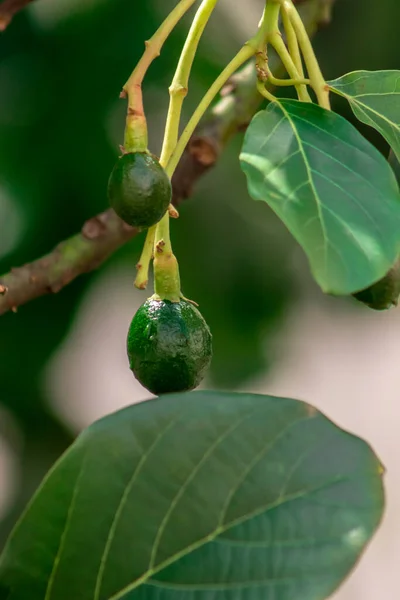 Tomurcuklanan Avokado Ağacı Ağaçta Bebek Meyvesi Meyve Seti Avokado Ağacı — Stok fotoğraf