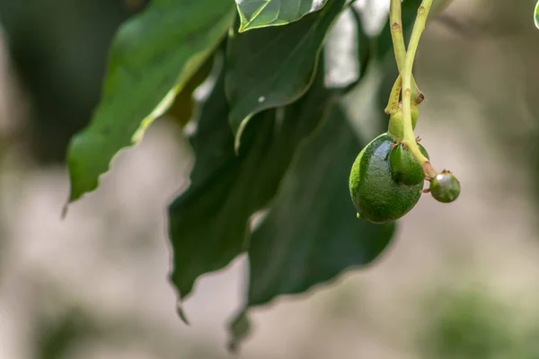 budding avocado tree, baby fruit on tree, fruit set avocado tree, green leaves, green fruit, close up setting fruit in Brazil