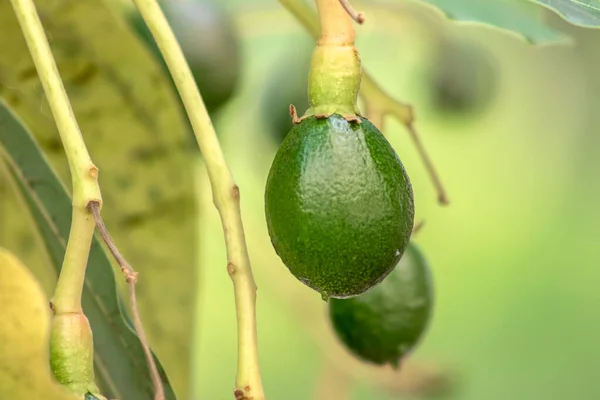 budding avocado tree, baby fruit on tree, fruit set avocado tree, green leaves, green fruit, close up setting fruit in Brazil