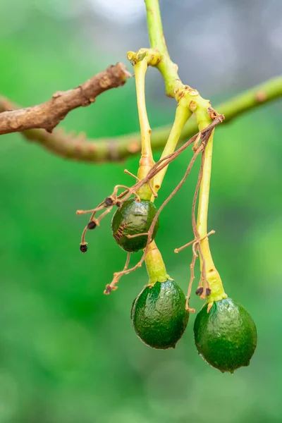 budding avocado tree, baby fruit on tree, fruit set avocado tree, green leaves, green fruit, close up setting fruit in Brazil