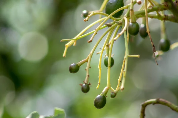 Abacate Brotamento Fruta Bebê Árvore Árvore Abacate Conjunto Frutas Folhas — Fotografia de Stock