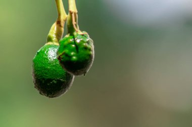 tomurcuklanan avokado ağacı, ağaçta bebek meyvesi, meyve seti avokado ağacı, yeşil yapraklar, yeşil meyve, Brezilya 'da meyve ayarı yakın plan