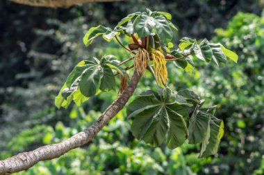 Brezilya 'da Atlantik yağmur ormanlarındaki Embauba ağacı