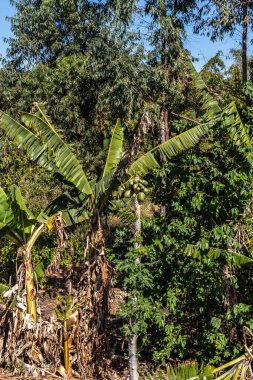 Muz ve papaya meyve bitkileriyle Agroforestry sistemi; Brezilya 'daki okaliptüs ve Atlantik Ormanı' nın yerli türleri gibi ticari ağaçlar