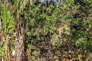 Annatto ve muz gibi meyve bitkileriyle tarım sistemi; okaliptüs gibi ticari ağaçlar ve Brezilya 'daki Atlantik Ormanı' nın doğal türleri