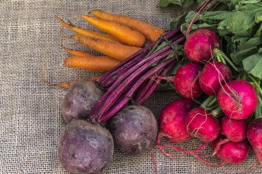 Brezilya 'da taze organik havuç, turp ve pancar.