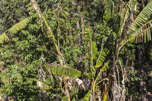 Agroforestry System Banana Papaya Fruit Plants Commercial Trees Eucalyptus Native — Stock Photo, Image