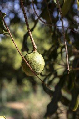 Hiç bitmeyen yeşil ağaçtaki Macadamia fındıkları, Brezilya 'daki Macadamia çiftliği.