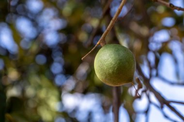 Hiç bitmeyen yeşil ağaçtaki Macadamia fındıkları, Brezilya 'daki Macadamia çiftliği.