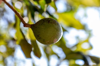 Hiç bitmeyen yeşil ağaçtaki Macadamia fındıkları, Brezilya 'daki Macadamia çiftliği.