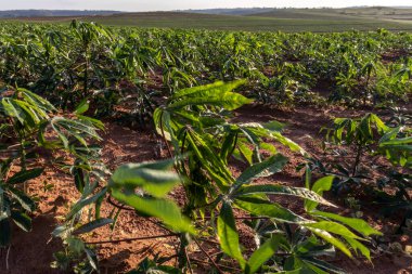 Brezilya 'da manyok ya da manyok tarı.