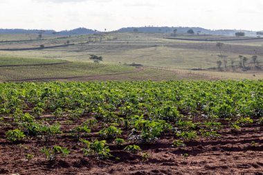 Brezilya 'da manyok ya da manyok tarı.