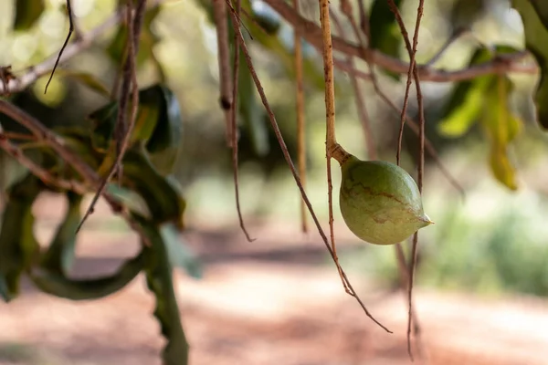 Nozes Macadâmia Árvore Perene Plantação Macadâmia Brasil — Fotografia de Stock