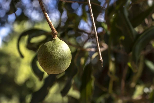 Nozes Macadâmia Árvore Perene Plantação Macadâmia Brasil — Fotografia de Stock