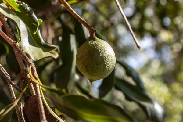 Nozes Macadâmia Árvore Perene Plantação Macadâmia Brasil — Fotografia de Stock