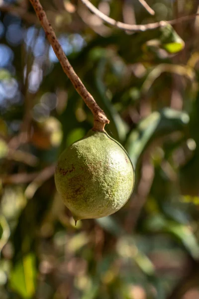 Nozes Macadâmia Árvore Perene Plantação Macadâmia Brasil — Fotografia de Stock